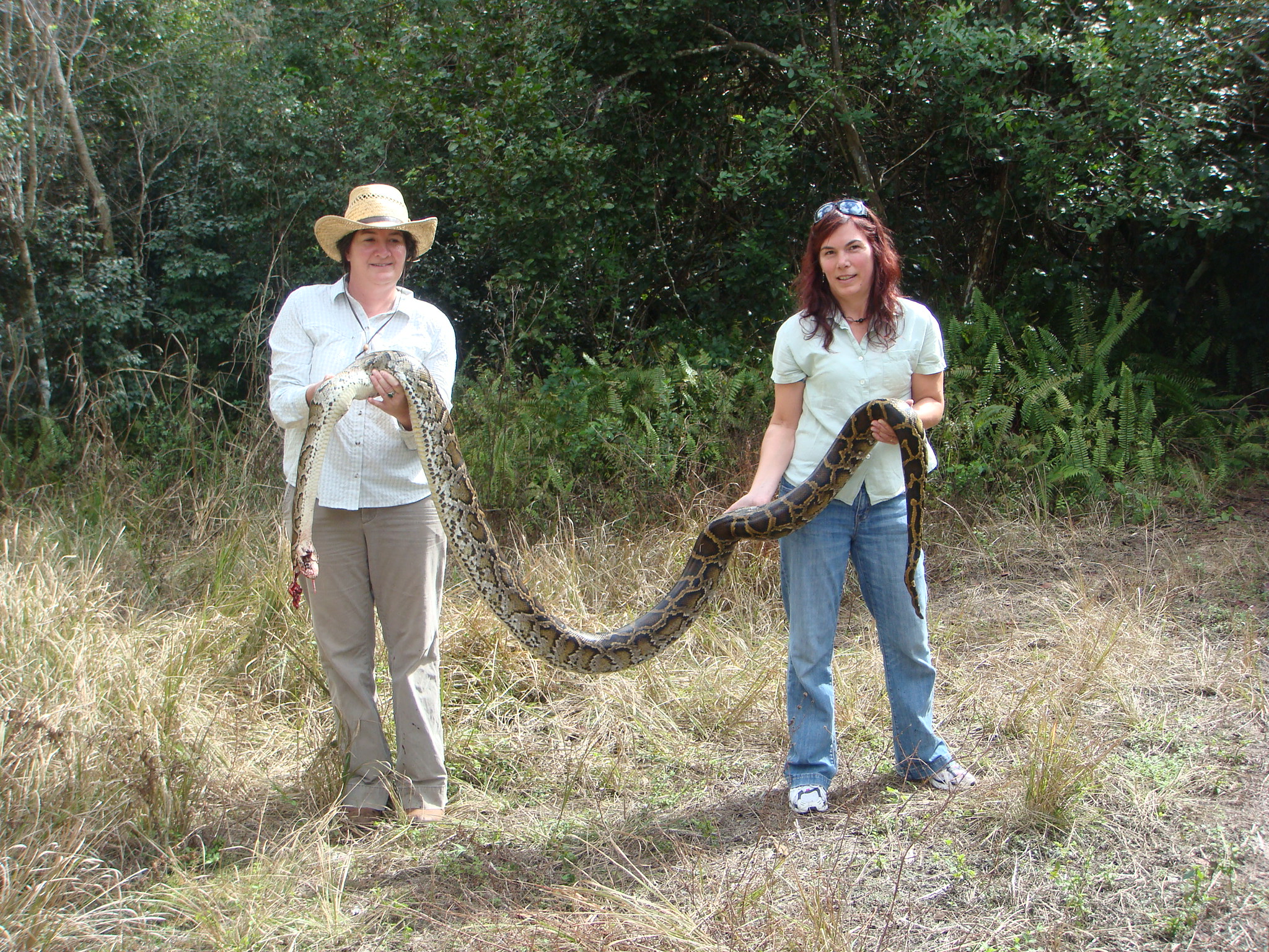 On a prehistoric midden in Everglades National Park.